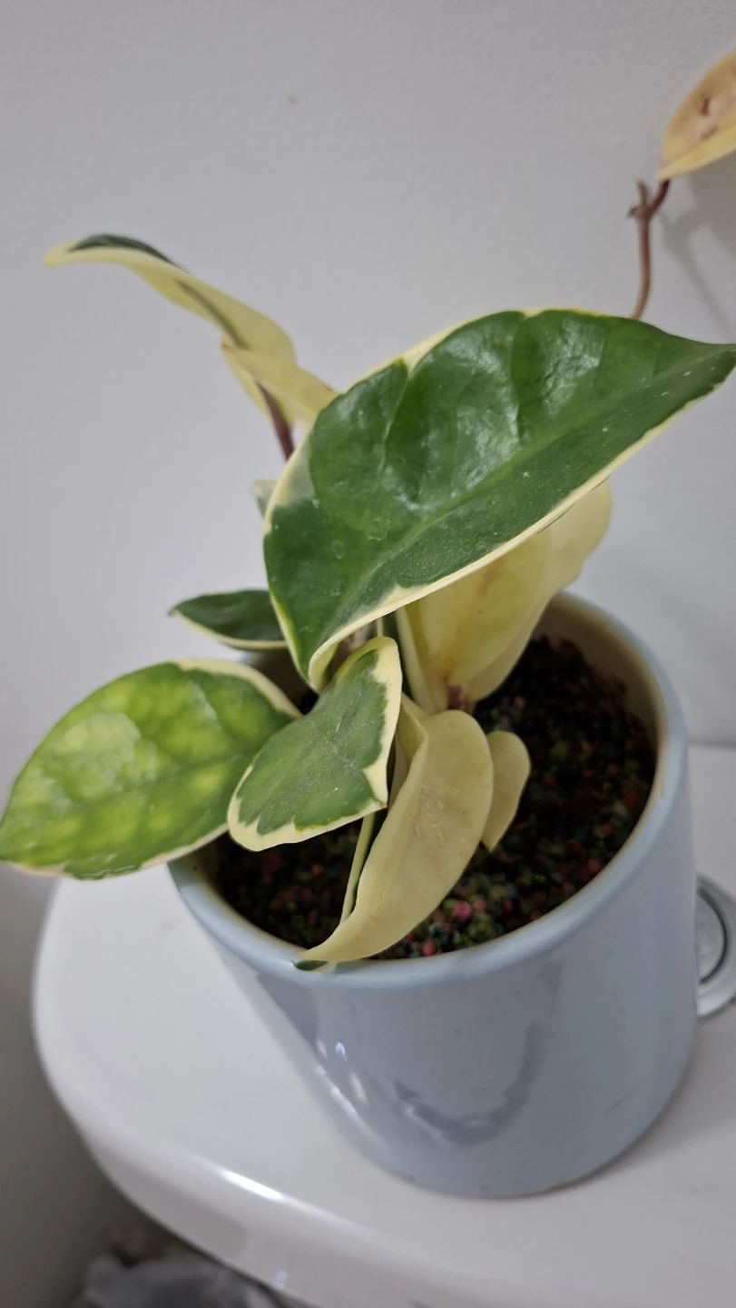 Variegated Hoya Carnosa Plant in Blue Pot - photo 5