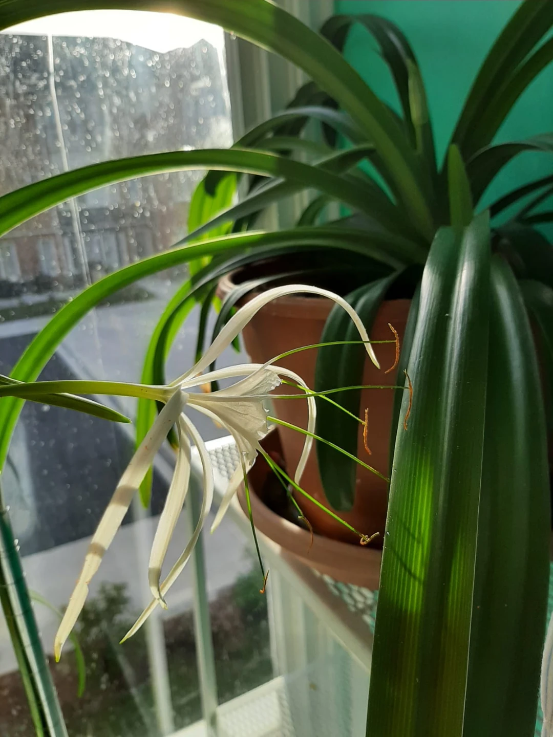 Pancratium Lily Plant