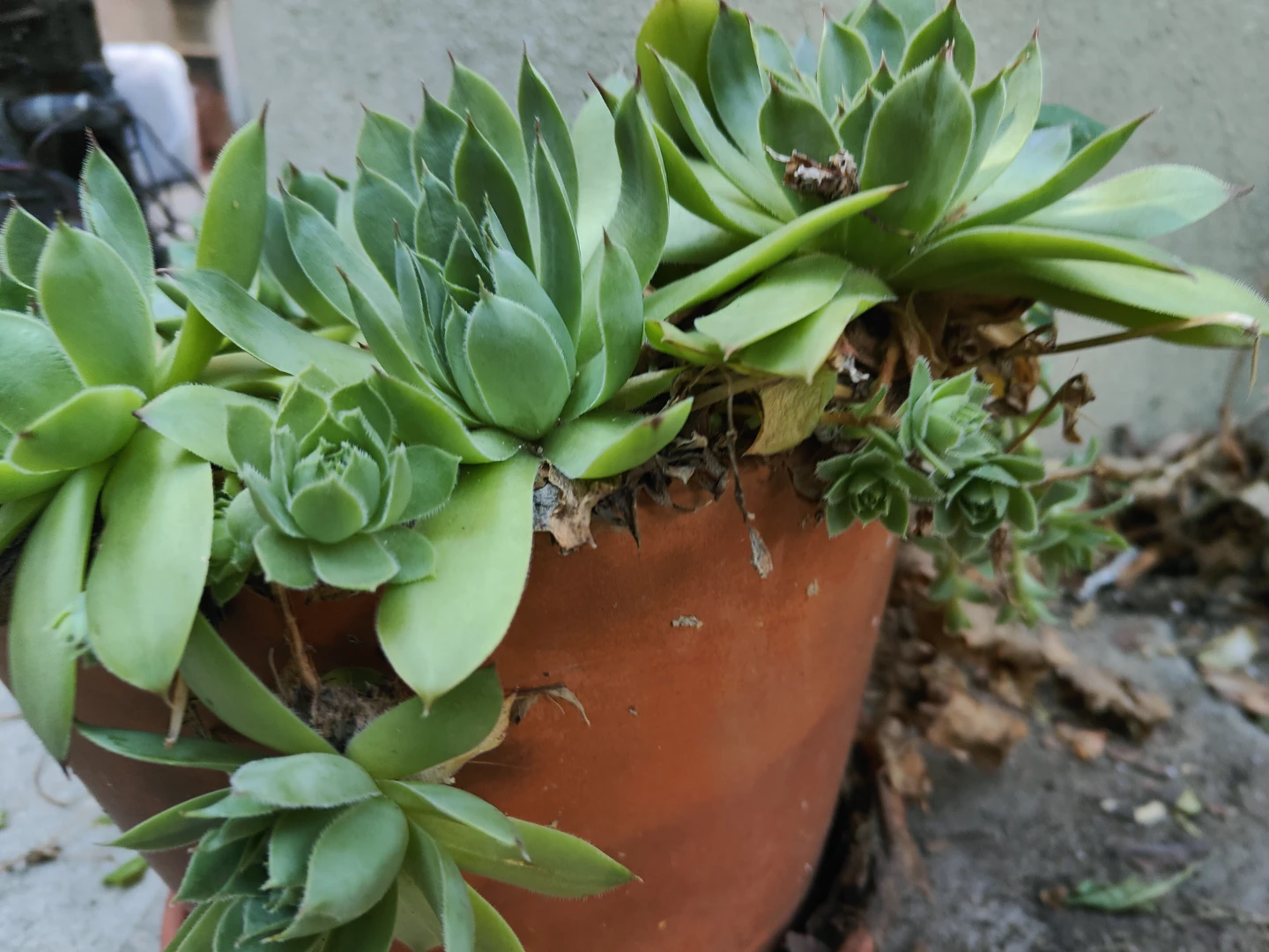 Hens and Chicks Succulent Planter - photo 4