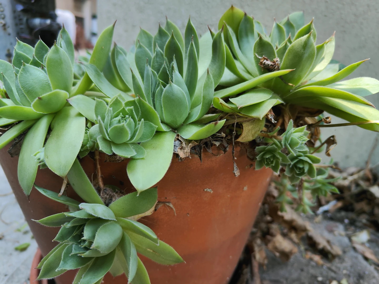 Hens and Chicks Succulent Planter - photo 5