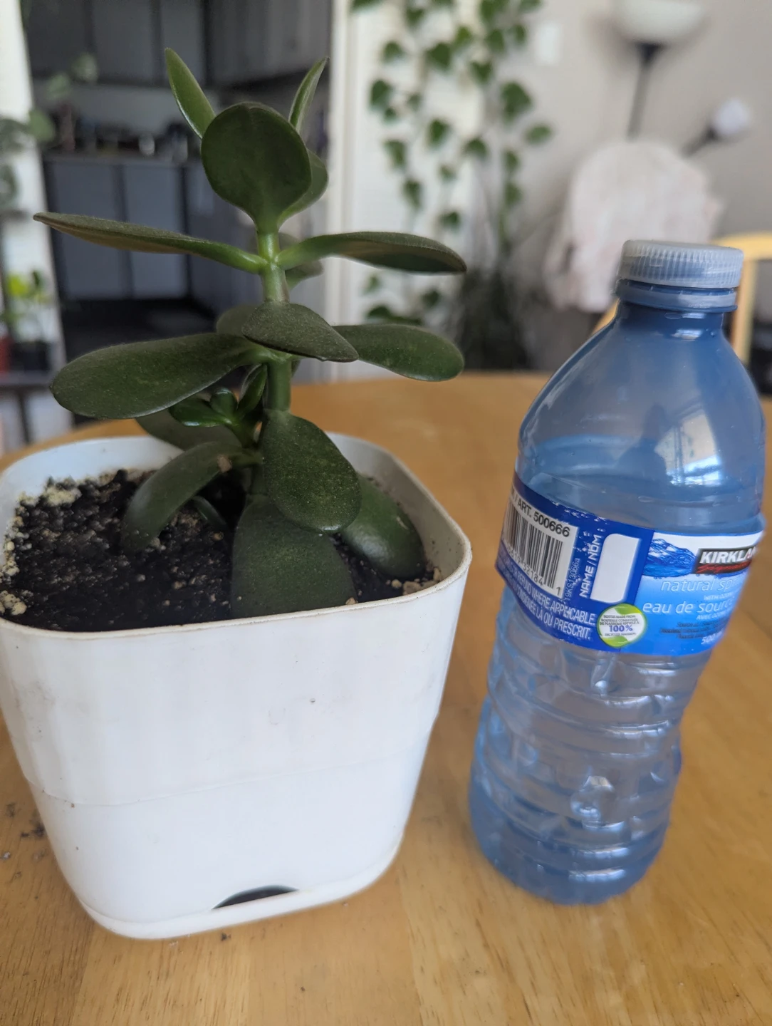 Jade Plant in White Pot