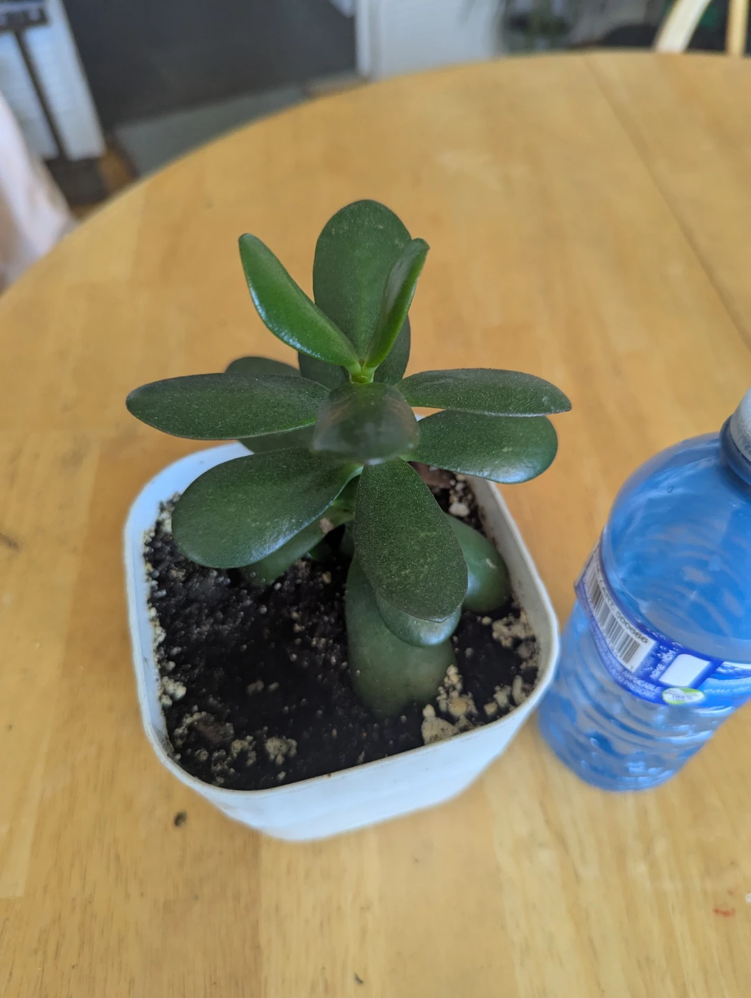 Jade Plant in White Pot - photo 2