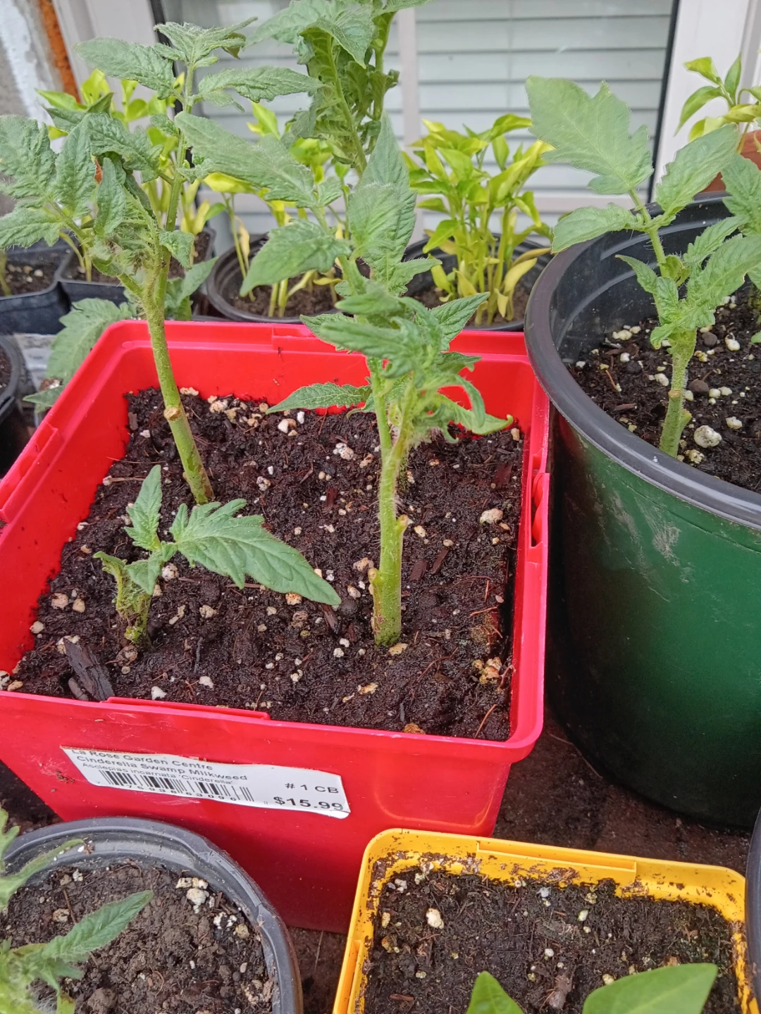 Rose Garden Tomato, sweet and spicy chilli Seedlings - photo 2