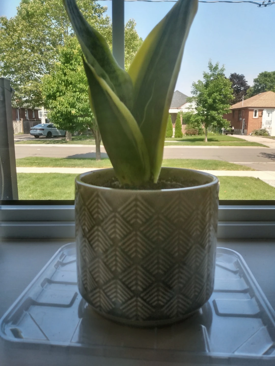 10" Healthy indoor Snake Plant in Grey Geometric Ceramic Pot