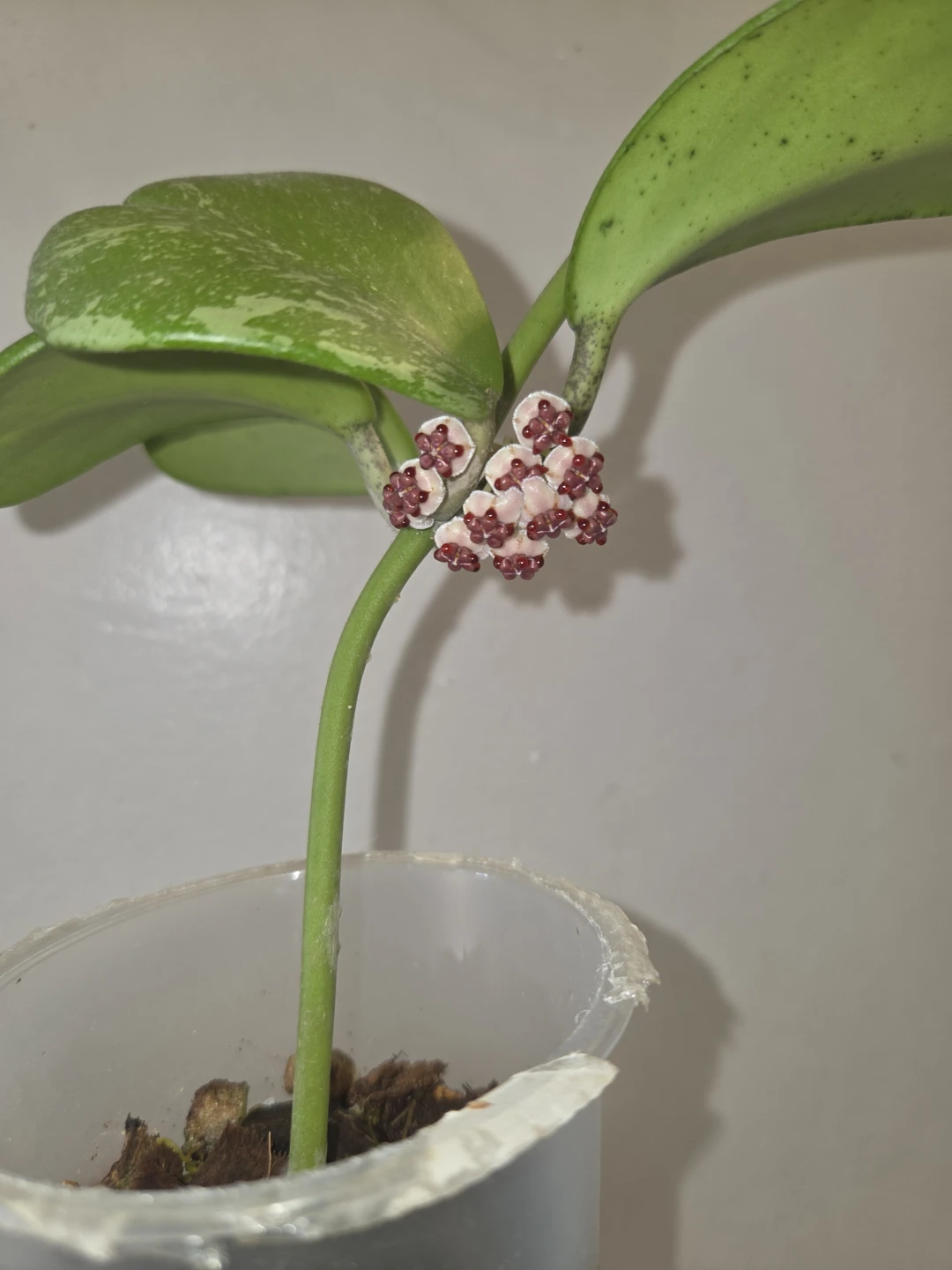 Hoya Kerrii Splash live plant✨️🪴