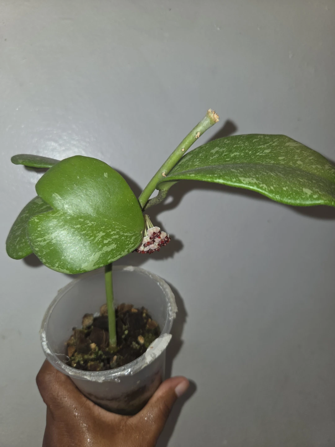 Hoya Kerrii Splash live plant✨️🪴 - photo 5