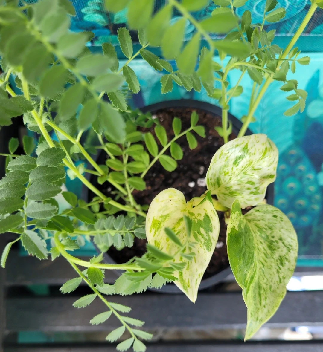 Potted Chickpea Plant and Pothos - photo 2