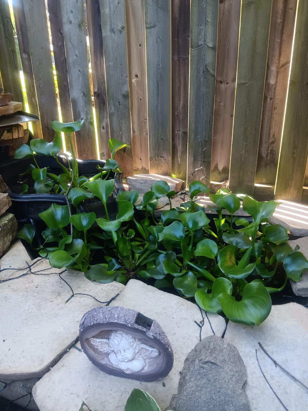 Water Hyacinth Plants for Pond