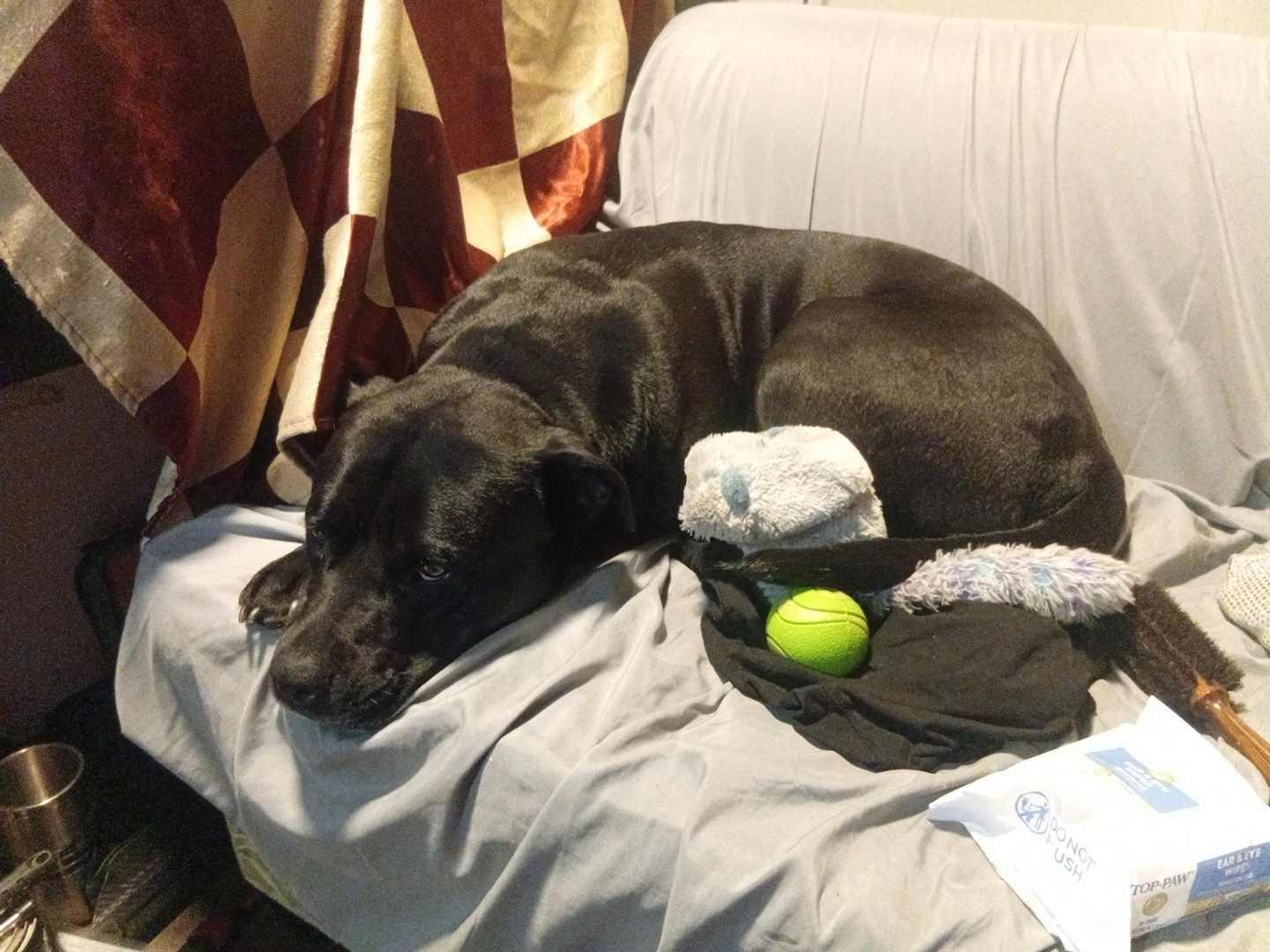 Please help us save our precious fur baby - photo 4