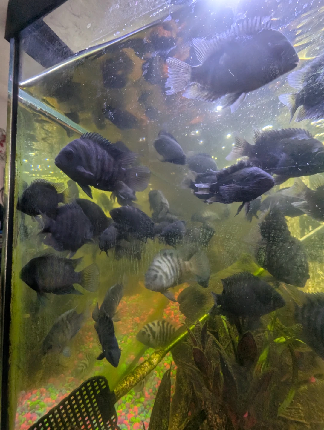 Aquarium Cichlid Fish - Assorted sizes