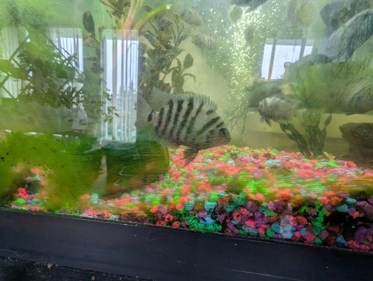 Aquarium Cichlid Fish - Assorted sizes - photo 2