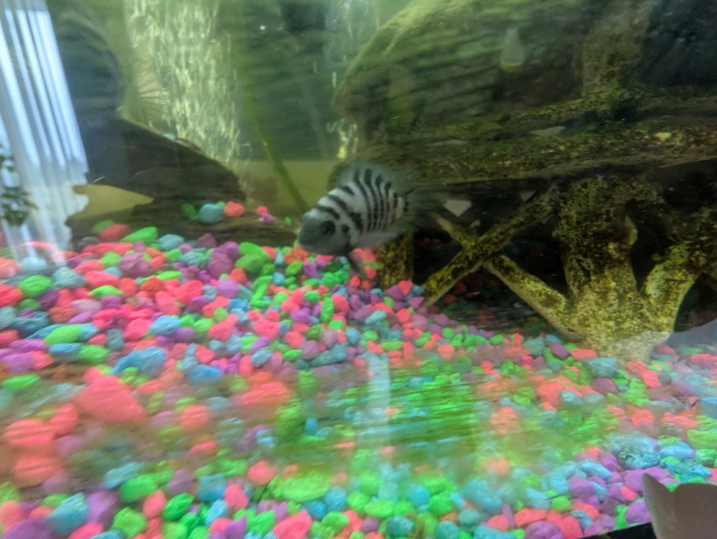 Aquarium Cichlid Fish - Assorted sizes - photo 3