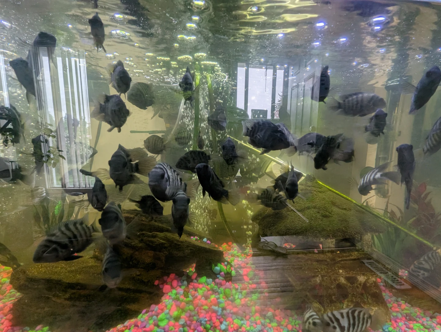 Aquarium Cichlid Fish - Assorted sizes - photo 4