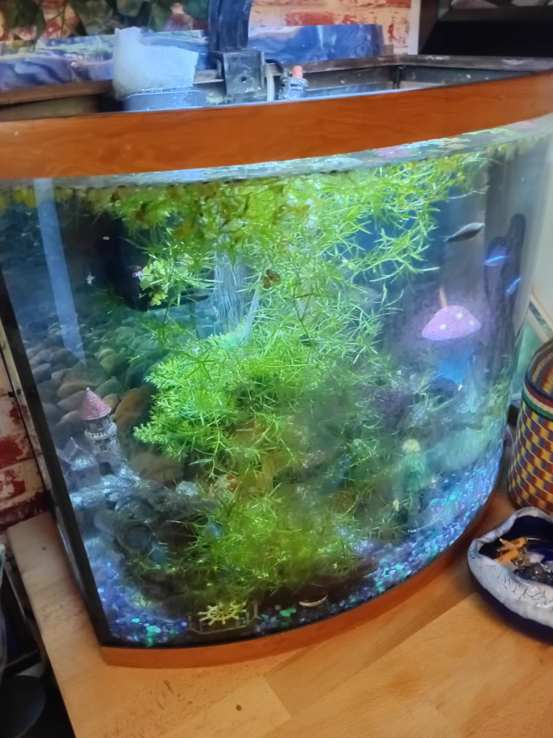 Guppy  Grass