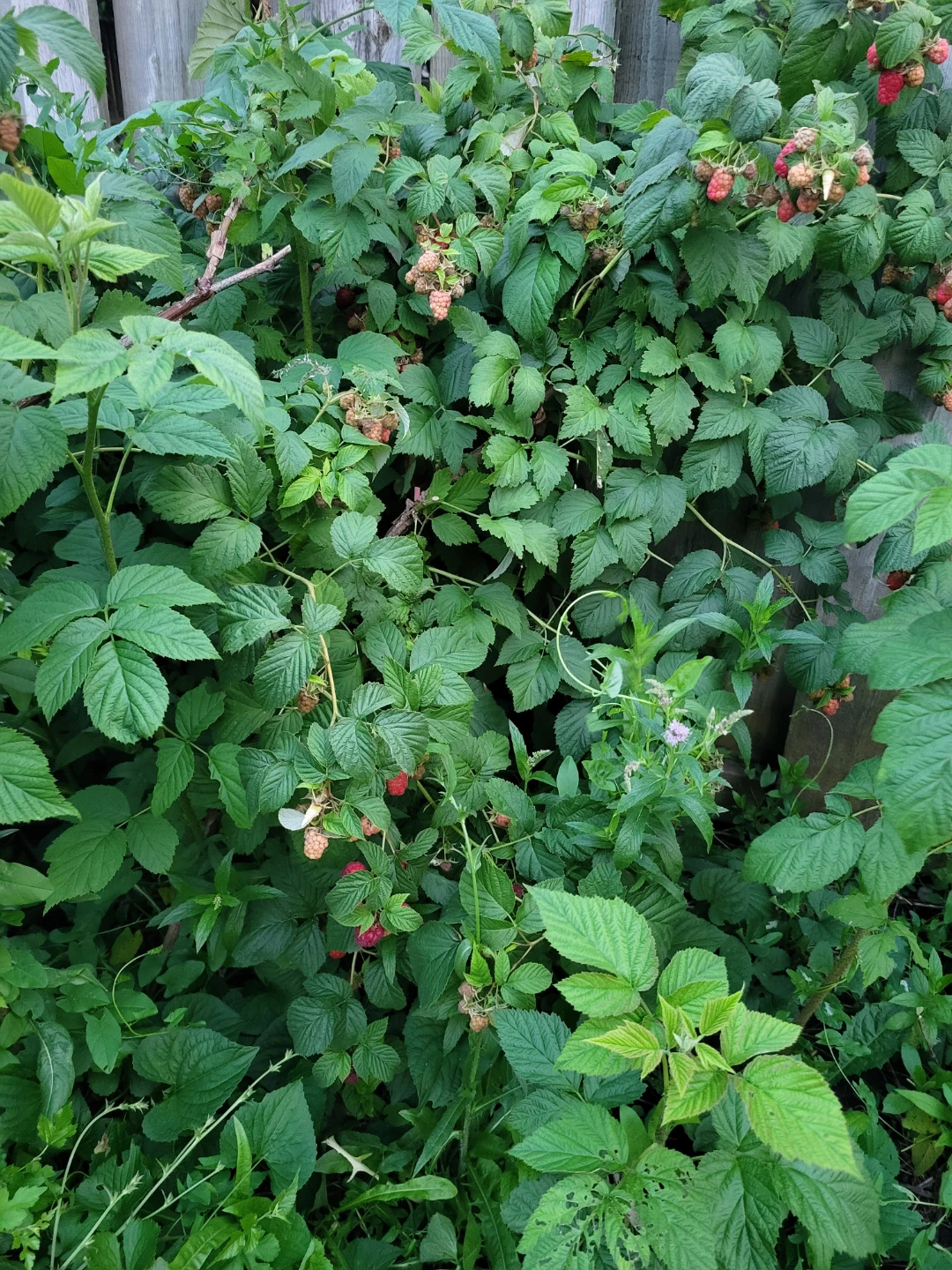 Raspberry plant for sale - photo 3