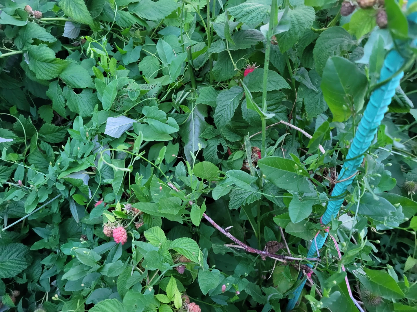 Raspberry plant for sale - photo 4