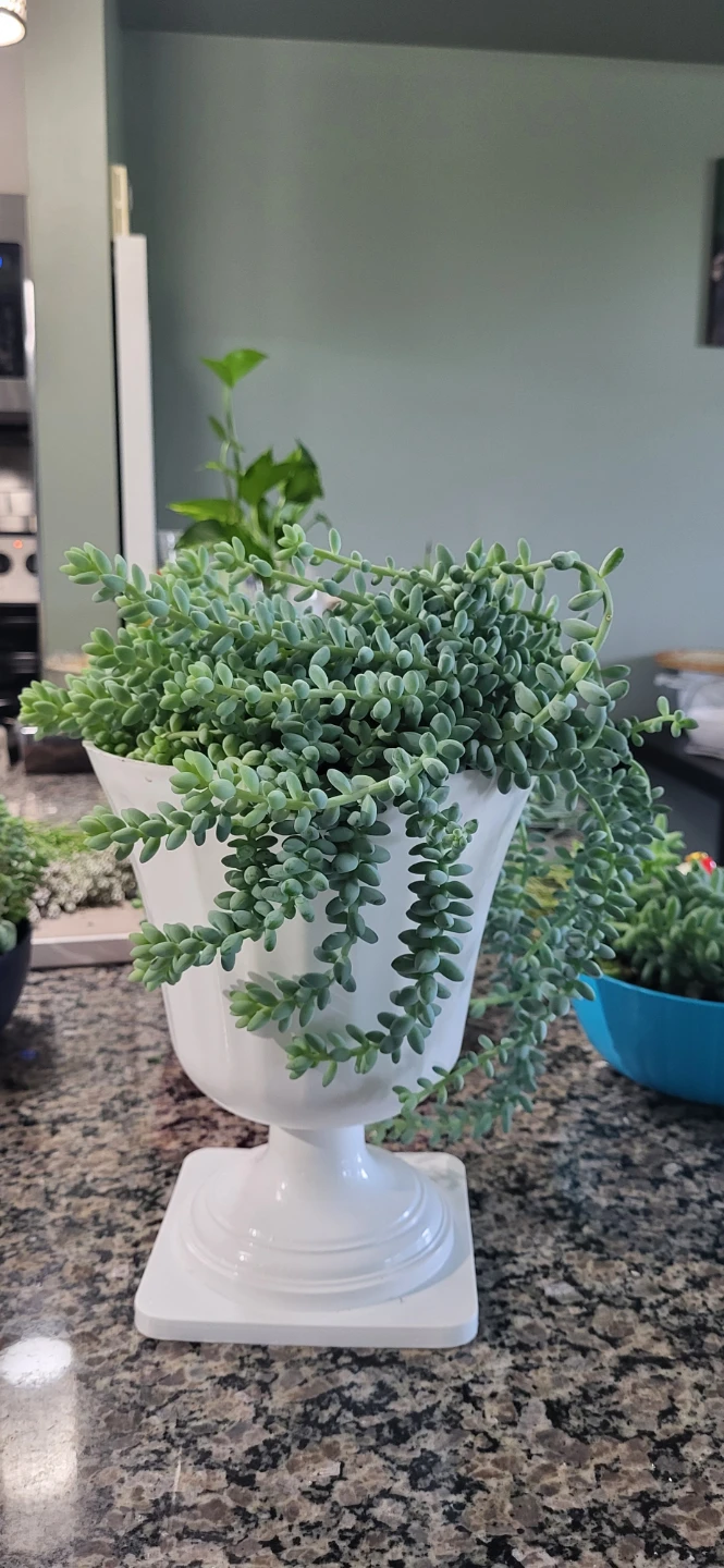 Burro's Tails succulent - photo 5