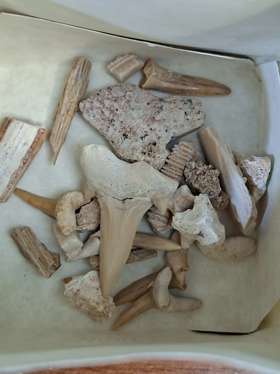 Collection of Prehistoric Teeth and Shells in Decorative Box