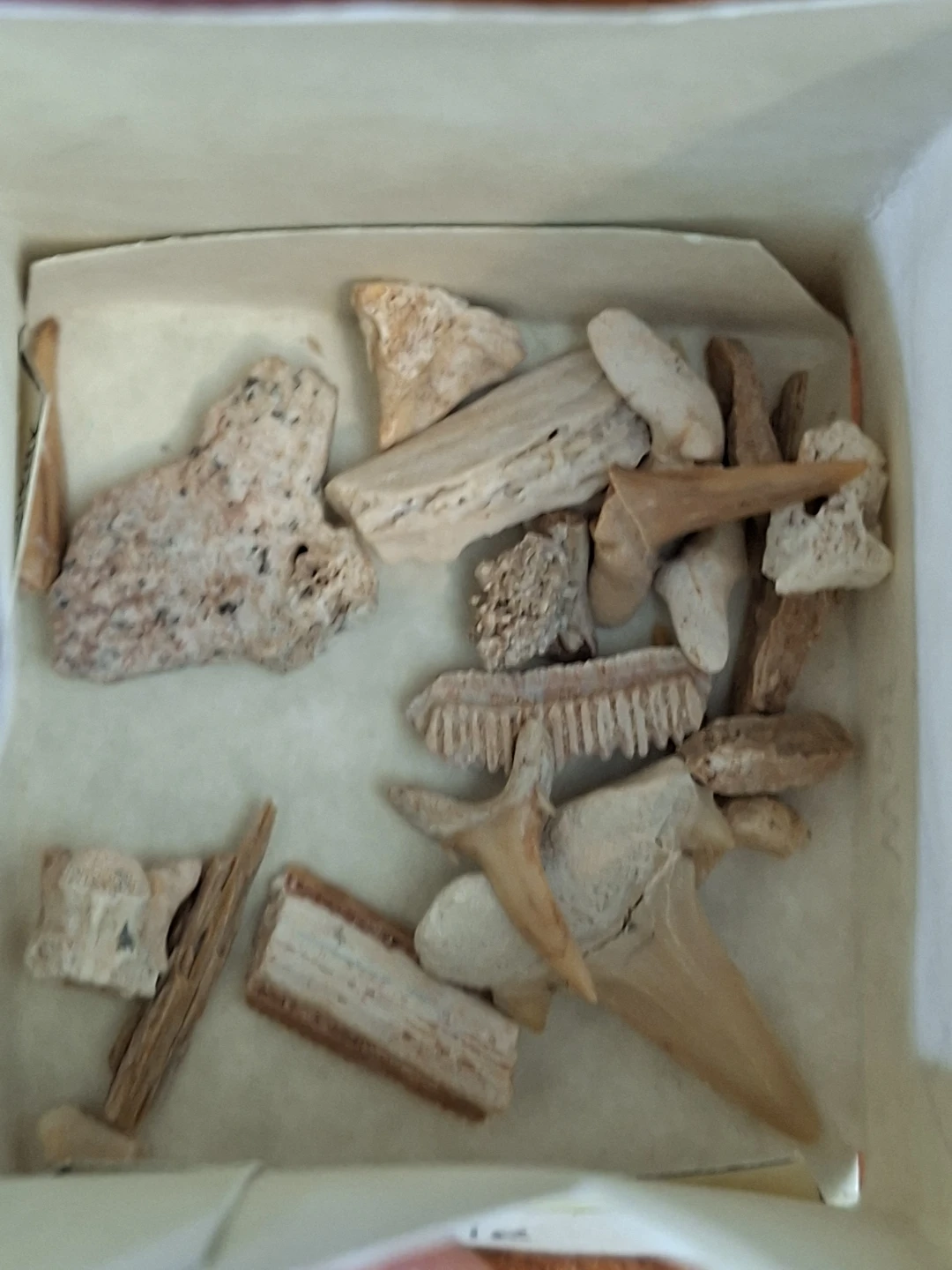 Collection of Prehistoric Teeth and Shells in Decorative Box - photo 2