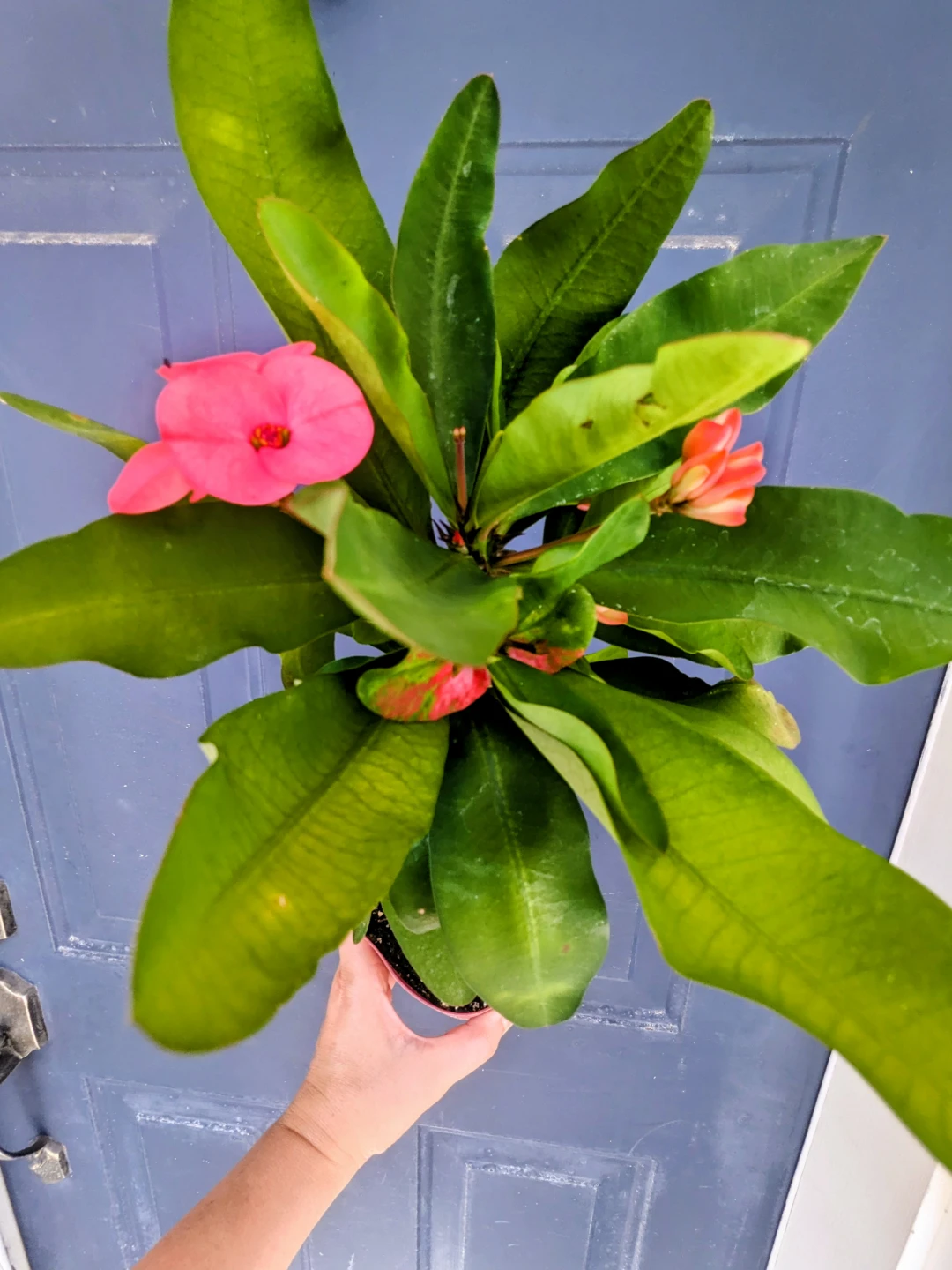 HOUSE//CONDO/ INDOOR PLANT SUCCULENTS / EUPHORBIA 12"