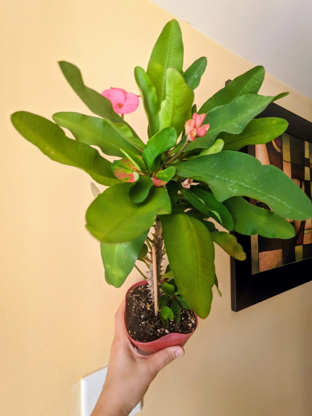 HOUSE//CONDO/ INDOOR PLANT SUCCULENTS / EUPHORBIA 12" - photo 2