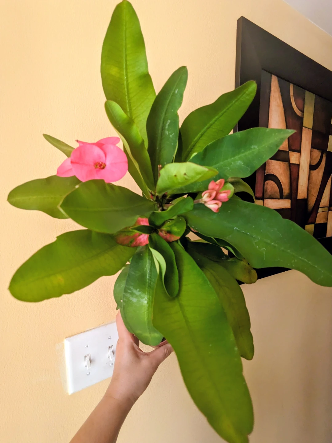 HOUSE//CONDO/ INDOOR PLANT SUCCULENTS / EUPHORBIA 12" - photo 3