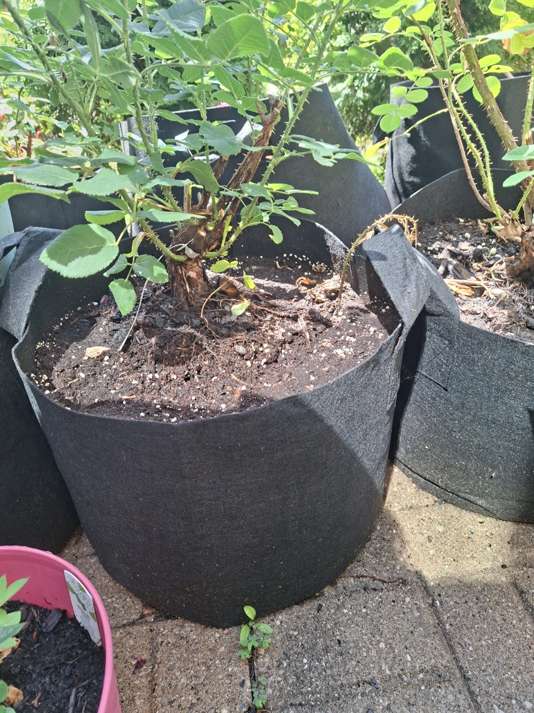 Petite Lisette Rose Plant - photo 4