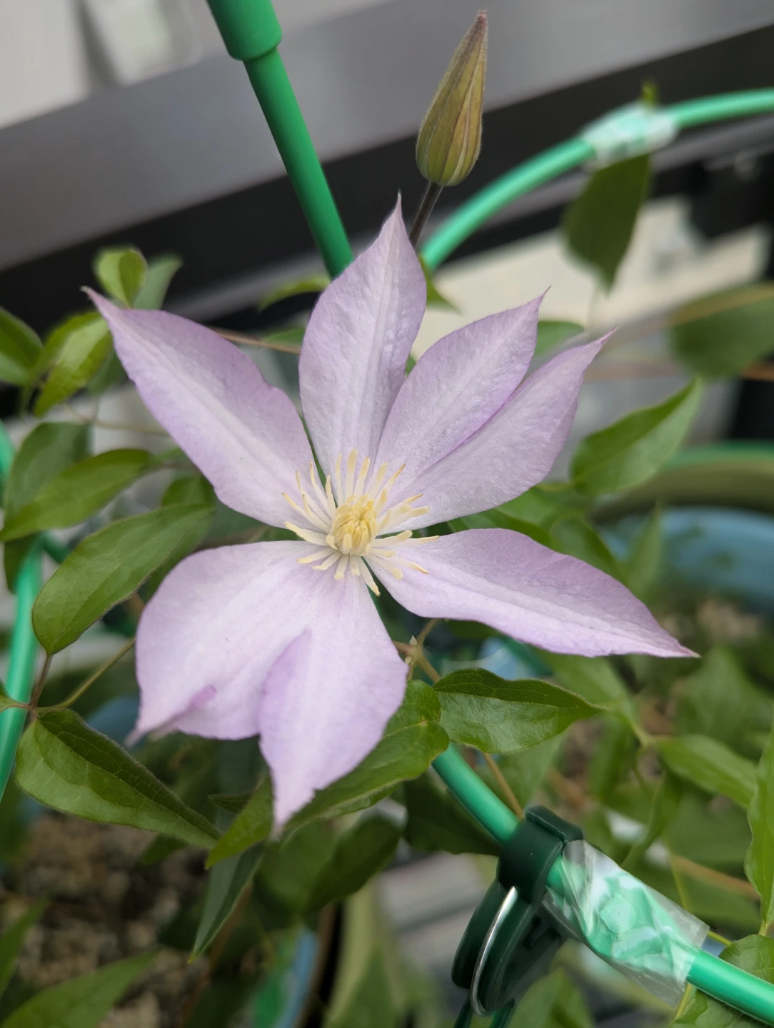 Light Purple Clematis Flower Plant