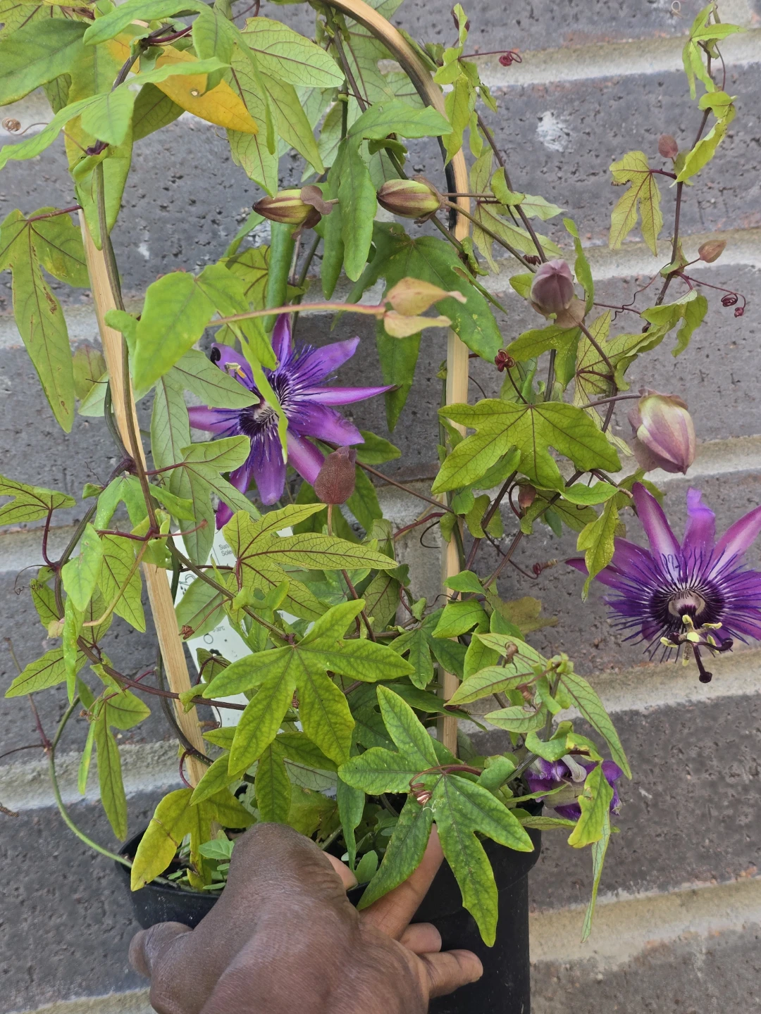 Passionflower Plant with Purple Blooms