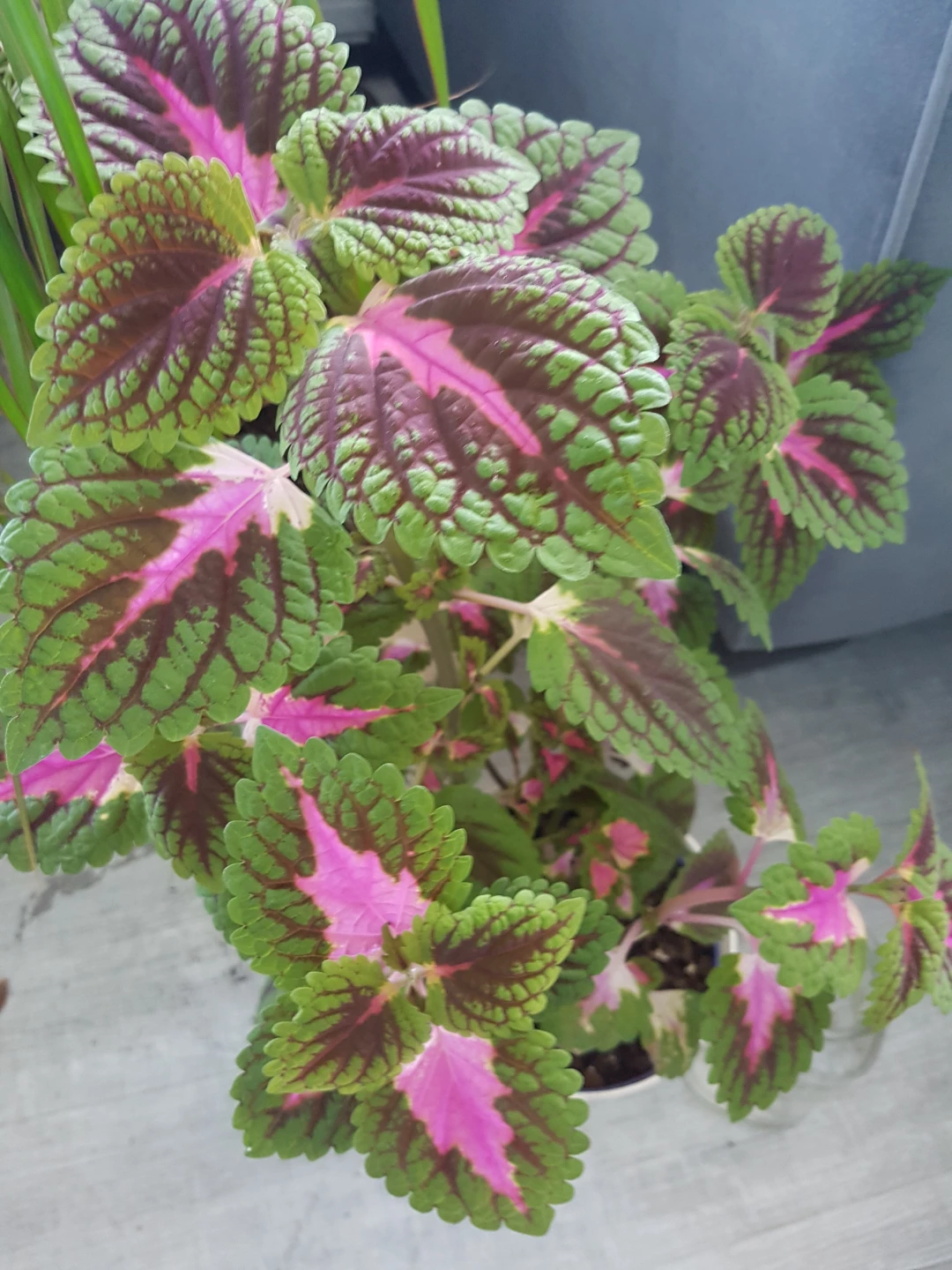 Potted Coleus Plant