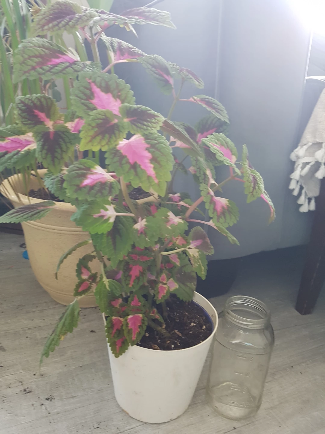 Potted Coleus Plant - photo 2