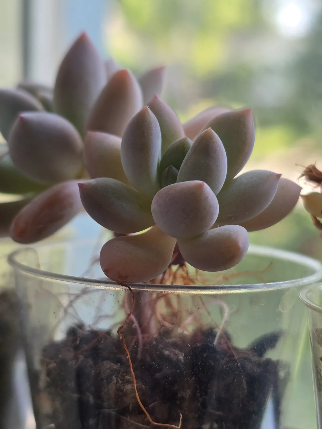 Pink Sedum Succulent Plant