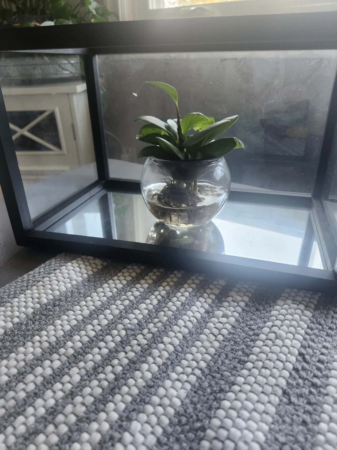Glass Terrarium or Display Box