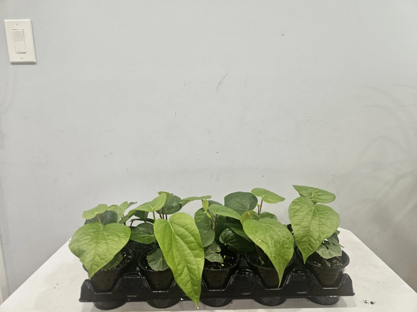 Betal leaf Plants ( $10 each pot)