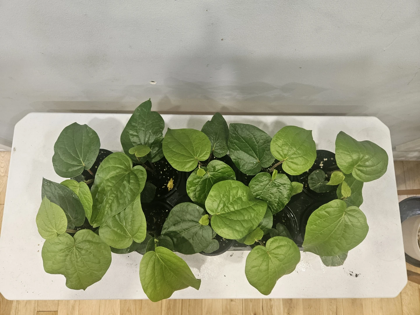 Betal leaf Plants ( $10 each pot) - photo 2