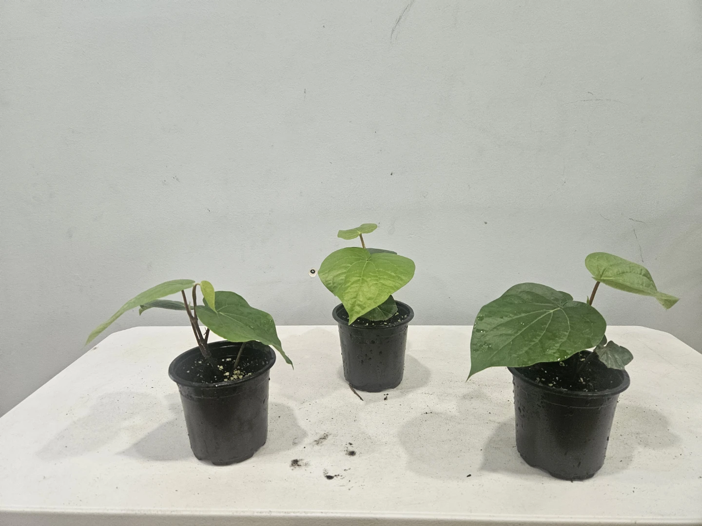 Betal leaf Plants ( $10 each pot) - photo 3