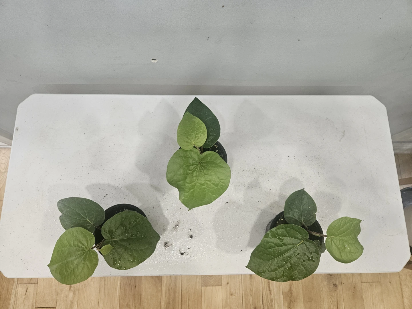 Betal leaf Plants ( $10 each pot) - photo 4
