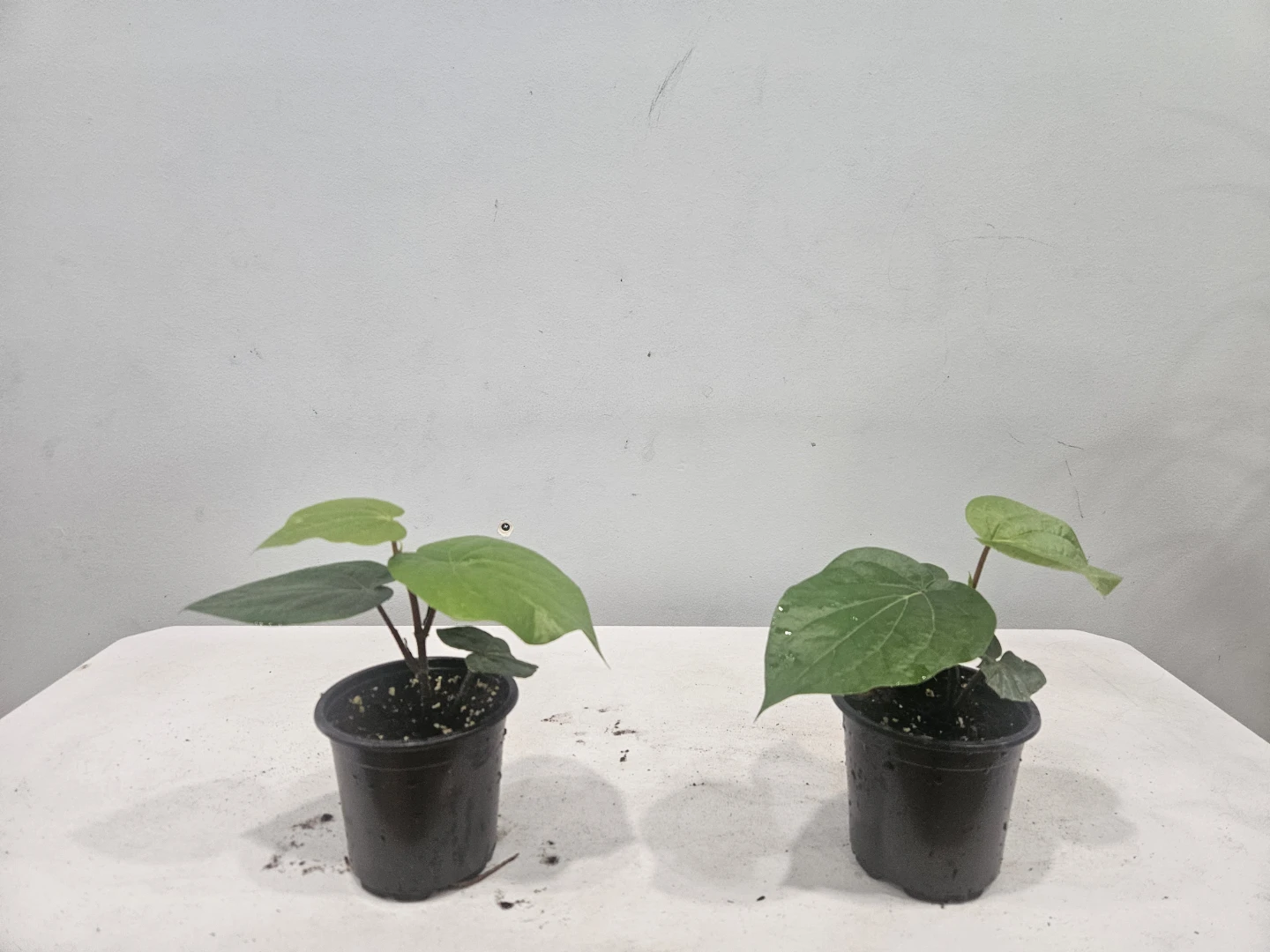 Betal leaf Plants ( $10 each pot) - photo 5