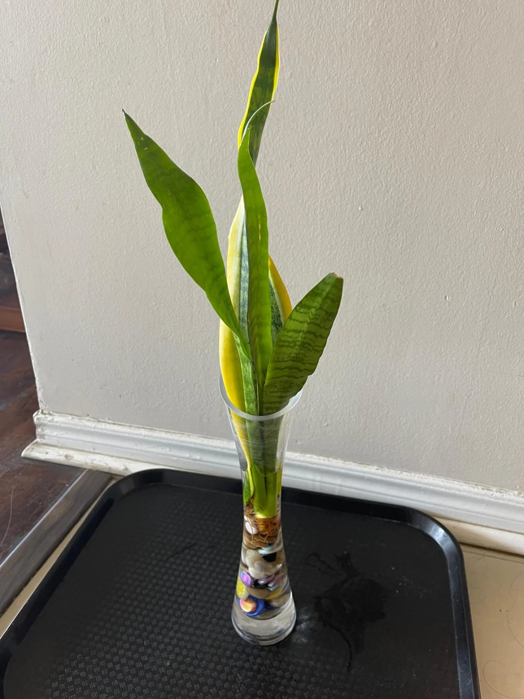 Snake Plant Cutting with Glass Vase