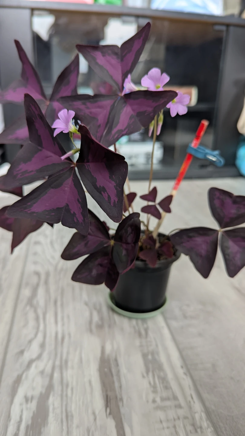 Purple Oxalis Plant - photo 2