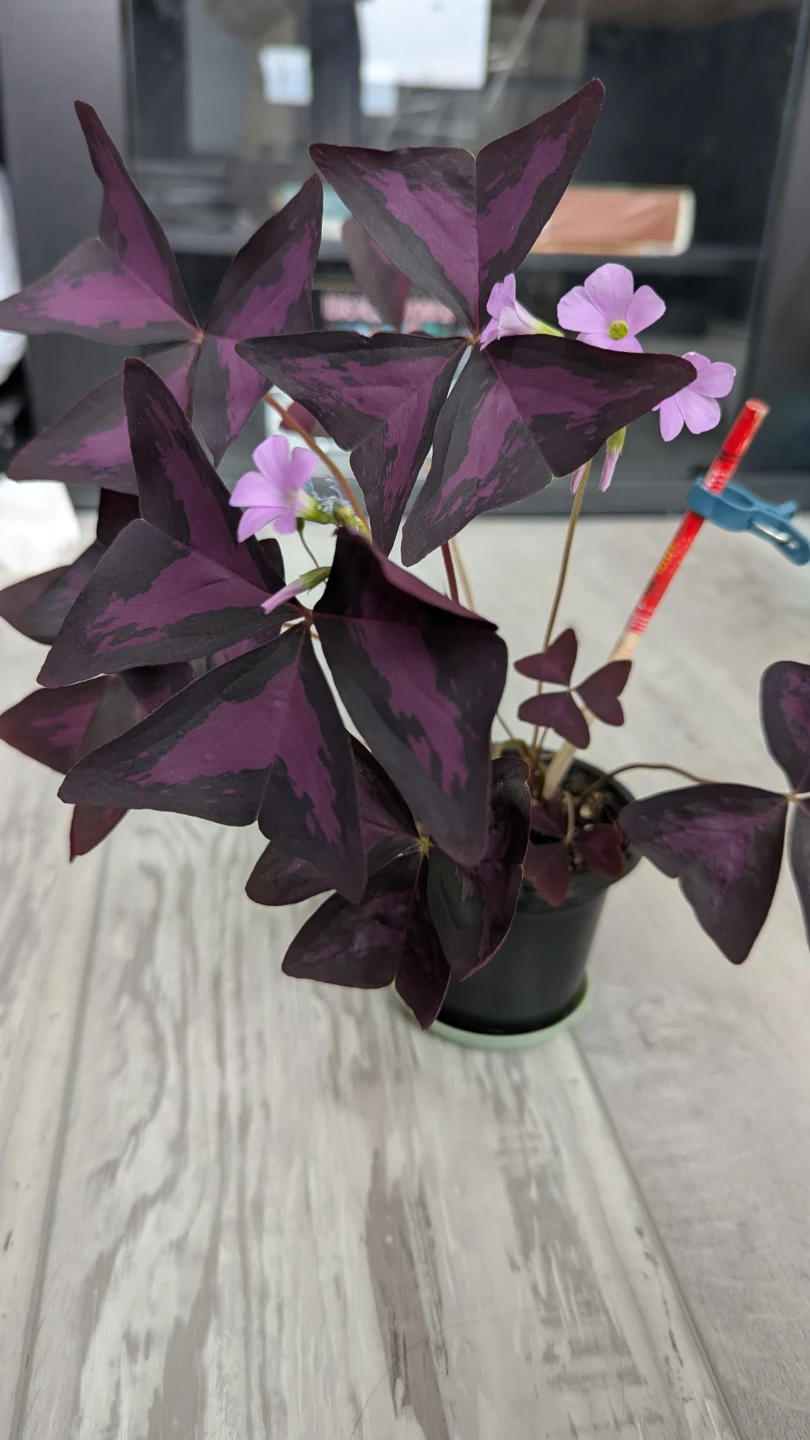 Purple Oxalis Plant