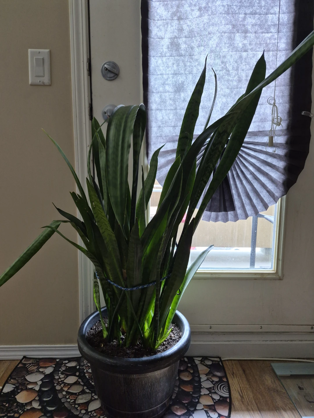 Larfe Snake Plant in Pot