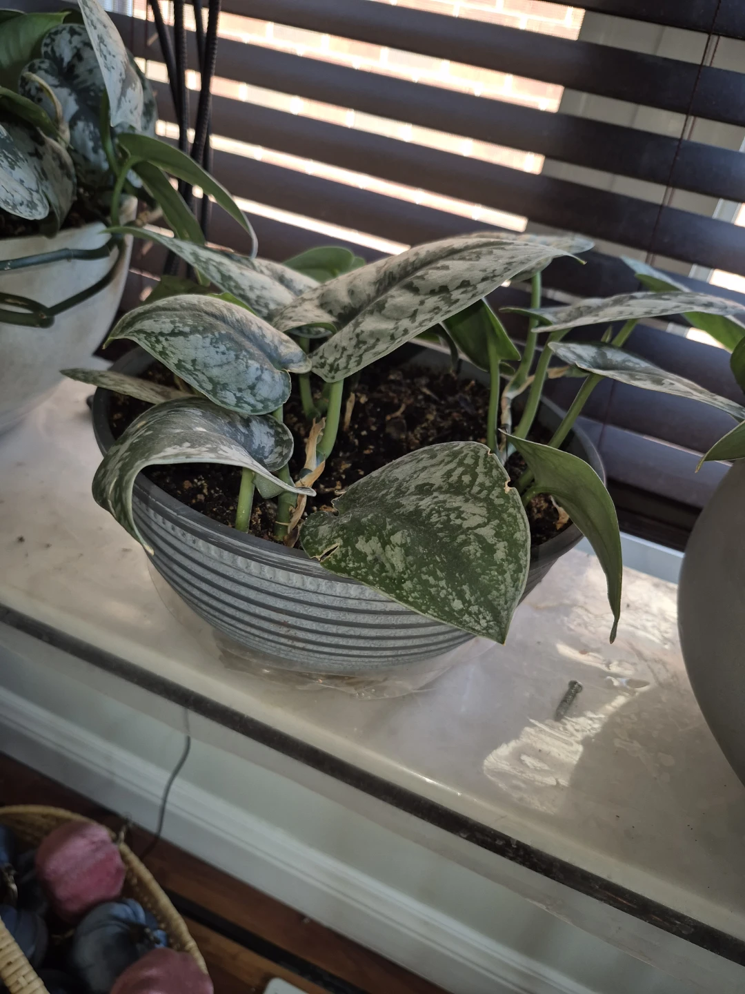Scindapsus Pictus 'Exotica' Houseplant - photo 2