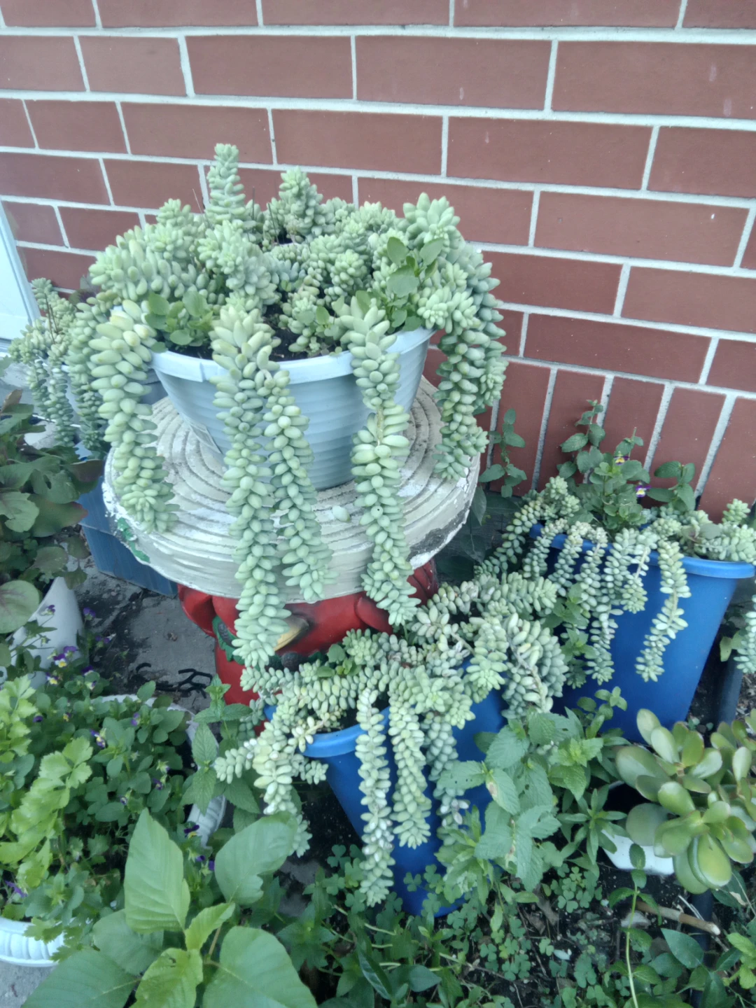 Sedum morganianum (Burro's Tail) Succulent Plant