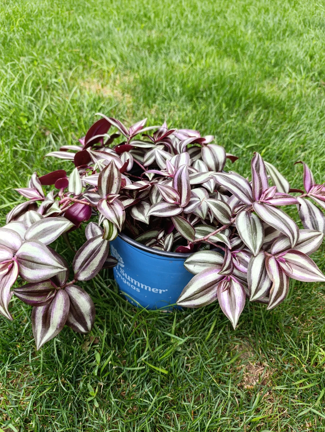 Tradescantia Zebrina Plant