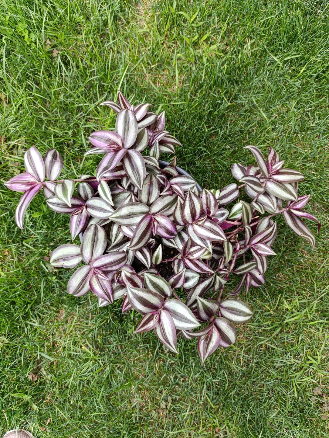 Tradescantia Zebrina Plant - photo 2