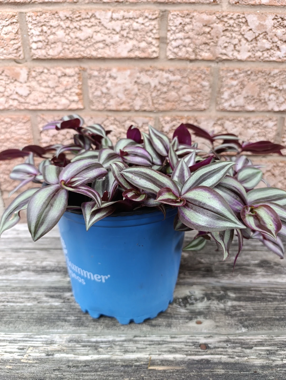 Tradescantia Zebrina Plant - photo 3