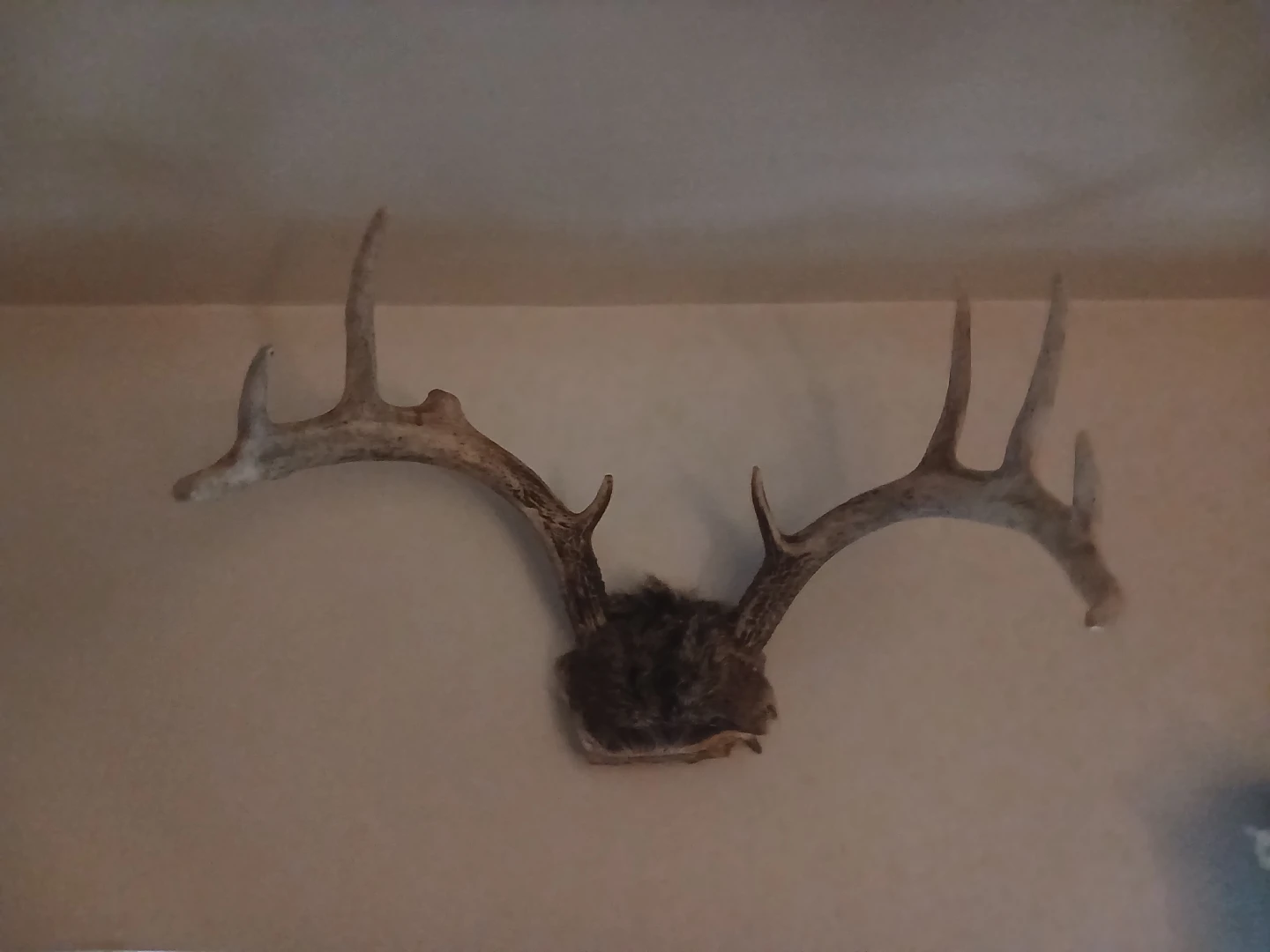 Deer Antlers Mount