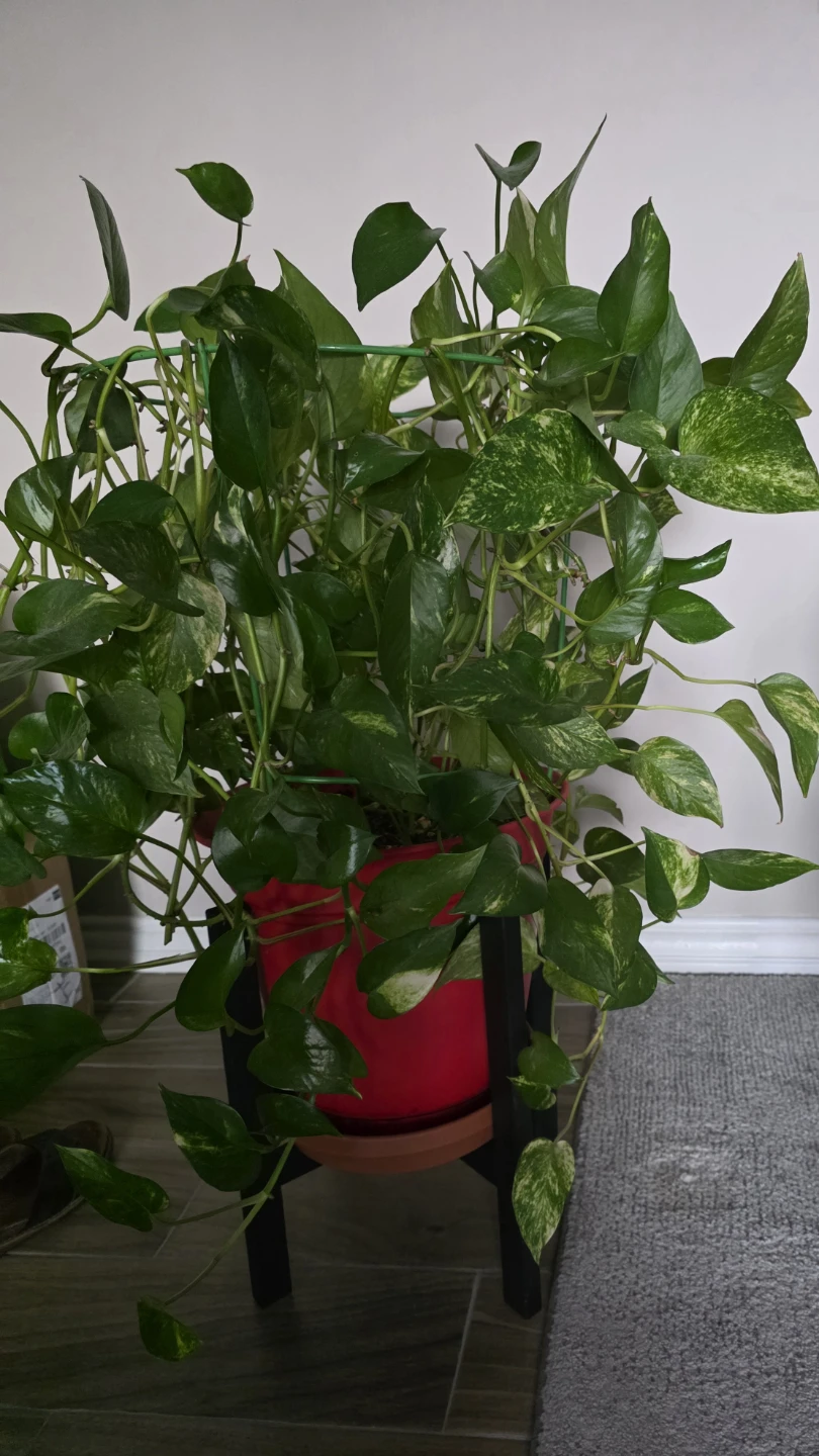 IKEA PORTLAK Plant Pot Stand - photo 2