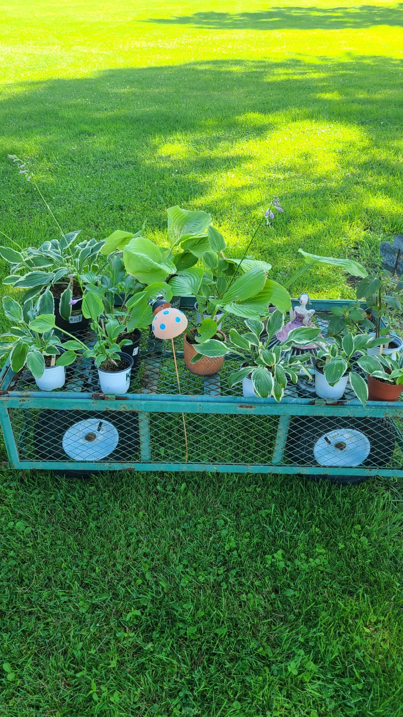 Assorted outdoor Plants $1 to $7